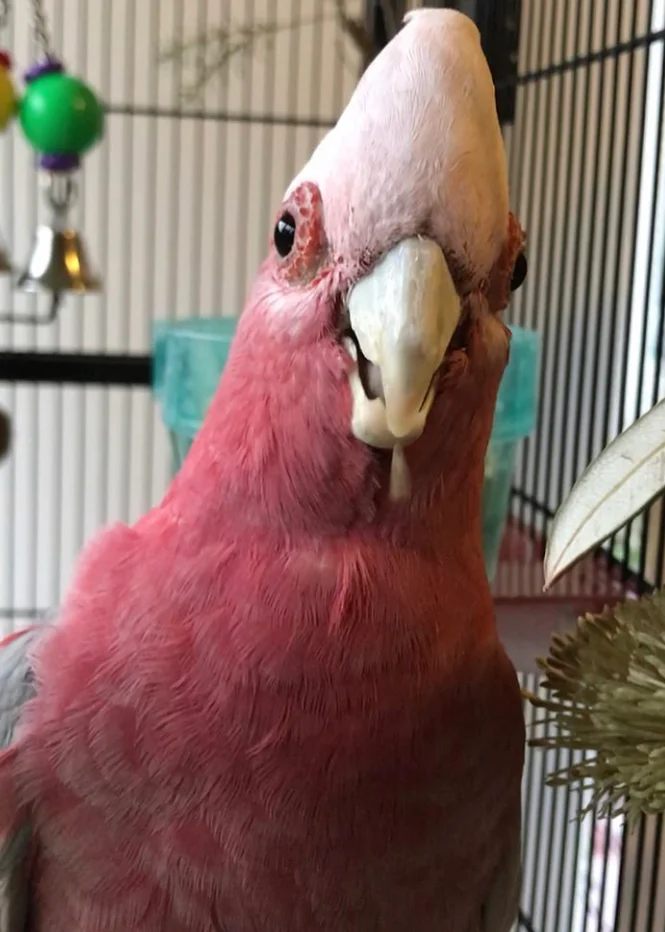 galah