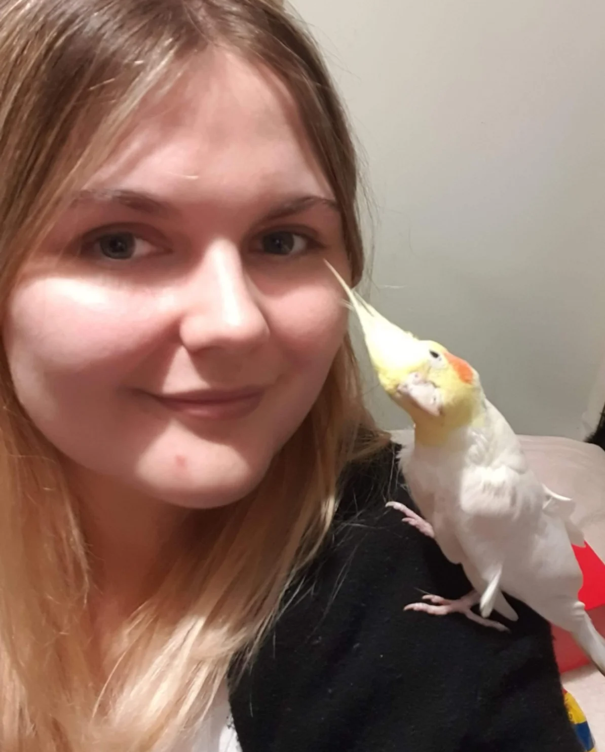 Adopt a Cockatiel