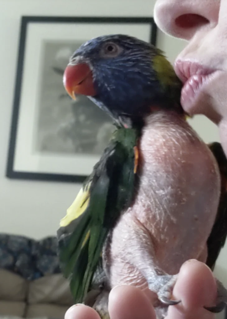 Adopting A Bird